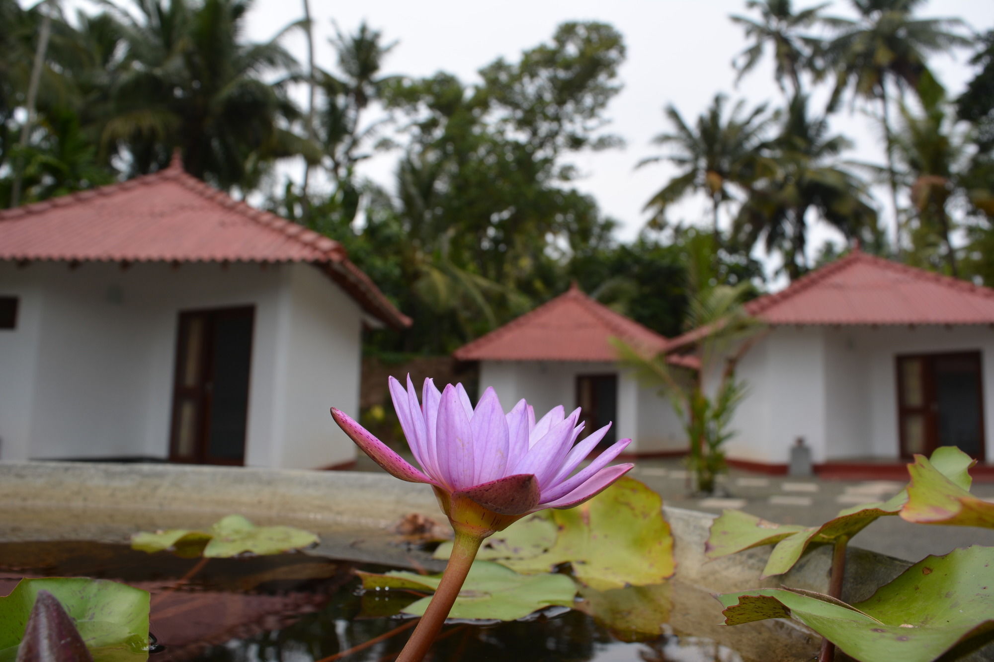 Blue Whale Lagoon Resort Ahangama Exterior photo